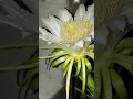 আমাদের ছাদ বাগানের শোভা বড়াচ্ছে নিশি সুন্দরী dragon fruit flowers gorgeous flowers shorts