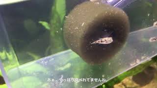 ちびっこアベニー    赤虫デビュー！