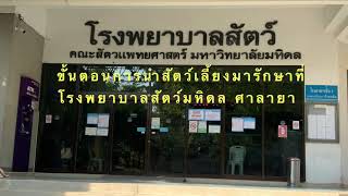 การนำสัตว์เลี้ยงมารับการรักษาที่โรงพยาบาลสัตว์มหิดล ศาลายา