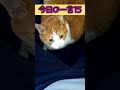 【今日の一言15】うるせぇよ【気の強い甘えん坊】 shorts 猫動画　チャンネル登録500人ありがとうございます