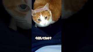 【今日の一言15】うるせぇよ【気の強い甘えん坊】#shorts #猫動画　チャンネル登録500人ありがとうございます