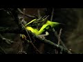 yellow crowned bishop at work