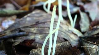 Clavaria asterospora - fungi kingdom