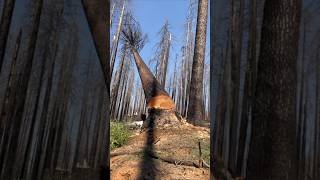 The sound of this tree falling is insane..