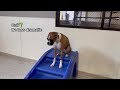 Let’s see what dogs have New Year’s resolutions at dog daycare! (Extended Version)