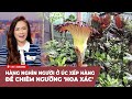 Cà Phê Sáng Cuối Tuần P1 (11-23-24) Hàng nghìn người ở Úc xếp hàng để chiêm ngưỡng 'hoa xác'