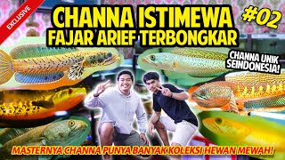 CHANNA ISTIMEWA FAJAR ARIEF TERBONGKAR! MASTER CHANNA KOLEKSINYA MENGERIKAN! #GREBEKKANDANG #PART2