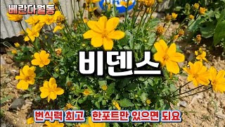 베란다월동한  비덴스가  다시 노지로 나왔어요