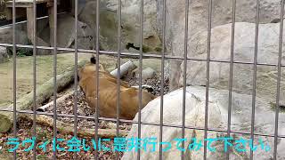 【福山市立動物園】ライオンのラヴィ、爆睡中！