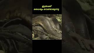 Anaconda പിടിച്ച മനുഷ്യൻ 🙄#malayalam #technology #viral #trendingshorts #shorts