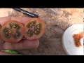 ⟹ Violet Jasper Tomato TASTE TEST AND REVIEW Solanum lycopersicum Indeterminate #Tomato