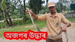 অজগৰ উদ্ধাৰ::Python Rescued