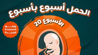 Week 20 Pregnancy - الاسبوع العشرون في الحمل