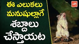 ఈ ఎలుక‌లు మ‌నుషుల్లాగే శ‌బ్దాలు చేస్తాయ‌ట‌? | Grasshopper Mice Speaks Similarly to Humans | YOYO TV