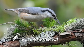 Putni / Birds : Putni dārzā. Birds in the garden. Vögel im Garten.