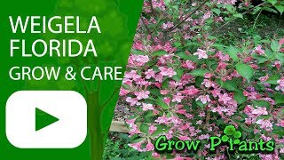 Weigela florida - grow \u0026 care (Weigela plant)