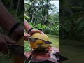 amazing,cutting coconut #satisfying #asmr #shorts