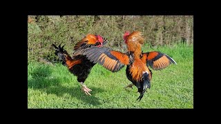 7 Fighting Rooster Breeds that Fight to Death