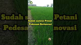 Petani di desa saatnya harus berani berinovasi #petaniindonesia #petani #sawahpedesaan #pertanian