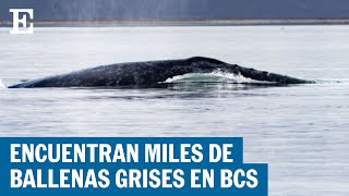 El censo de ballenas grises en Baja California Sur da esperanza a la especie | EL PAÍS