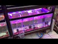 cichlids at chatuchak market december 18 2024