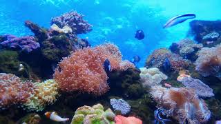 Marine Life Of Fishes And Corals Underwater!