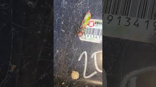 This Is Wild! Brown Widow Spider vs Grasshopper🫨 #spider #shortvideo #shorts #short #scary#viral