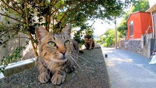 防波堤に座っていた野良猫を撫でると他の猫も集まってきた