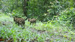 Belize Jaguar Cubs