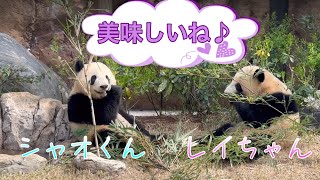 仲良く竹をシェアするシャオくんとレイちゃん🎋🐼😊　3月30日 Ueno Zoo Giant  Panda