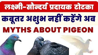 कबूतर प्रेम-शांति-लक्ष्मी-सौन्दर्य प्रतीक है/ कबूतर मनहूस है/ Myths about pigeon/ Kabutar ke totke