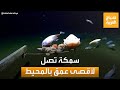 رقم قياسي جديد.. العثور على سمكة غريبة على عمق لا يصدق في المحيط