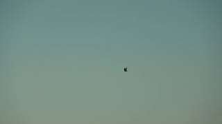 American Kestrel in Flight