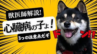 【必見！本編動画】愛犬の為に気をつける事3点！！【犬の心臓病】