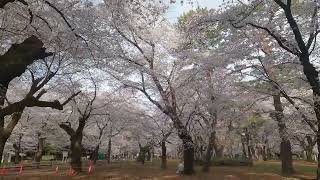 【4K画質】大宮公園の桜2022年3月28日の様子