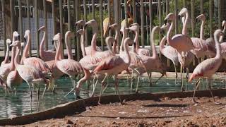 Chilean Flamingo