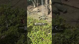 歩くゾウガメのナックルとカーブ  《天王寺動物園》