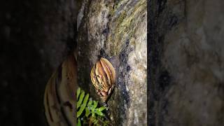 climbing snail and the ending | the life of all things #short #snail