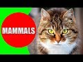 MAMMALS Names and Sounds for Kids to Learn | Learning Mammals for Kindergarten, School, Children