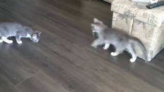 Stark Kittens Playing Tag, Hide\u0026Seek, Wrestling 2