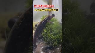 猛暑を乗り越えたハコネサンショウウオ！！