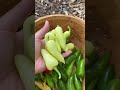 huge garden harvest gardenharvest homegrown garden growyourownfood harvesttime harvest