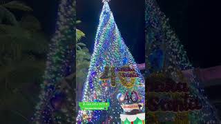 2024 ホノルルシティライツ 40周年 Honolulu City Lights 2024 クリスマスツリー #christmas #ホノルルシティライツ#ハワイクリスマス