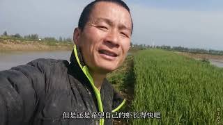 阿金养小龙虾忙得很，捕虾泼芽孢肥水，要收拾屋子住塘边