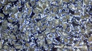Guess what it is! | Under the Microscope Episode 1