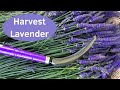 Growing Lavender - Quick Way to Harvest Lavender