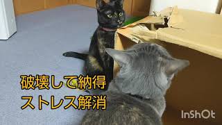 🐱猫多頭飼い（group feeding)段ボール箱を破壊したのは誰？