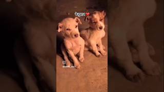 बेजुबान जानवर 👏👏#viralvideo #comedy #shortvideos #shortsviral #dogs #shotsfeed