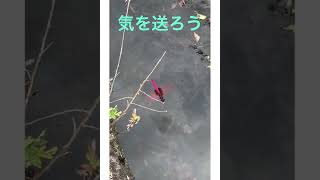 ピンクのとんぼ^_^   紅トンボ　初めて見ました。癒せるのか？