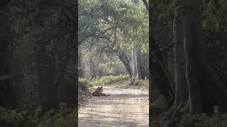 Ranthambore Tiger Attack on Sambar Deer || #tiger #wildlife #ranthambore #viral #trending #ytshorts